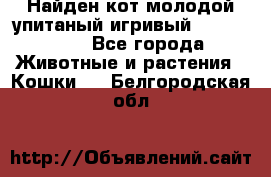 Найден кот,молодой упитаный игривый 12.03.2017 - Все города Животные и растения » Кошки   . Белгородская обл.